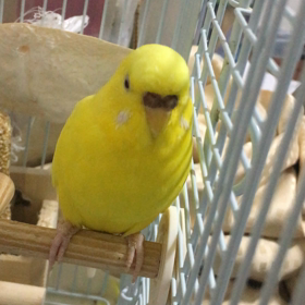 ミモザちゃんのおしゃべりの画像