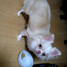 一心不乱な愛犬の画像