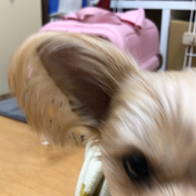 シェリ編。の画像