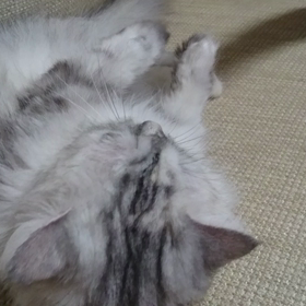 戦うanちゃんの画像