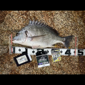 2020.7Ｍission神戸釣り⑩釣果動画の画像