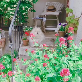 愛犬とお庭時間＊満開になったかなの画像