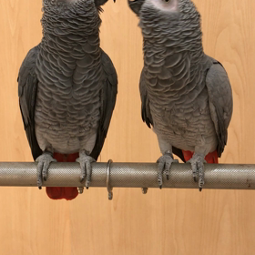 あなた達男の子の画像