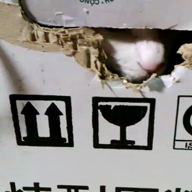 ネズミじゃないよ〜(๑^^๑)の画像