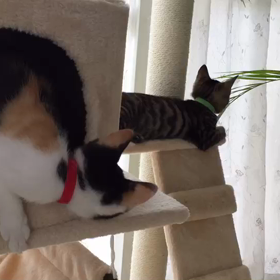 蛍ちゃん、小町ちゃん改めの画像