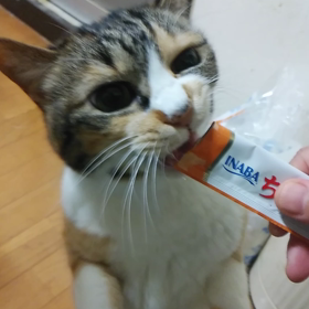立つを覚えたねこの画像