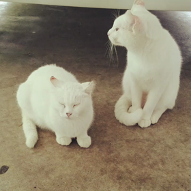 ゴンちゃんと、、、の画像