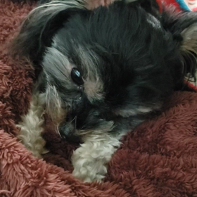 眠くなると(ﾉ≧▽≦)ﾉの画像