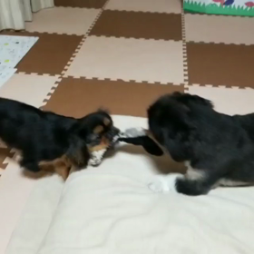 仲良し眉毛３分割動画の画像