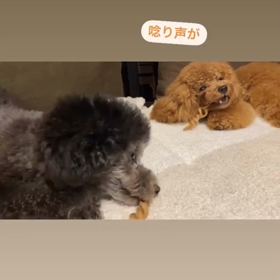 宇野樹君インスタストーリーより　唸り声がの画像