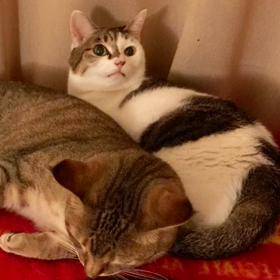 台風で外出する気にならないのでの画像