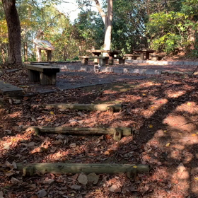 動物は森が似合うの画像