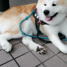 今朝は気分を変えて安倍川土手コースを散歩。匂いかぎ全開‼️で未来丸張り切ってました。でも途中直ぐの画像