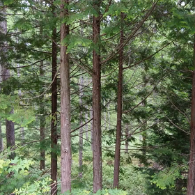 ドライブの画像