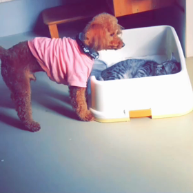 いぬねこの画像