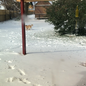 大寒波2021の画像