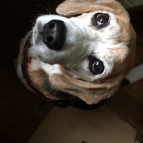 ごはん待ちの画像