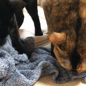 空気を読まないにゃんずの画像