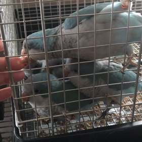 今日のオキナインコたちの画像