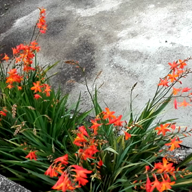 「知らぬが花」の5000回？の画像