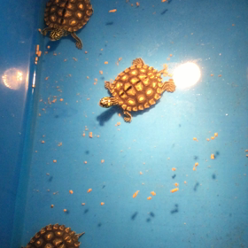 最近のキマダラチズガメの画像