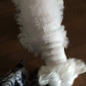 足を舐め倒す！の画像