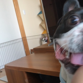 杢斗神拳伝承者の画像