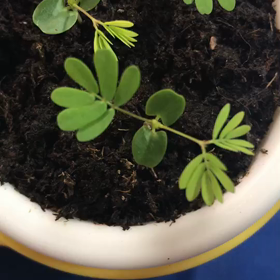 かわいい！オジギソウ！の画像