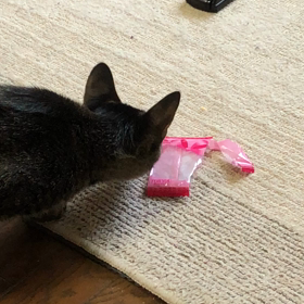 リモコンにビビるネコの画像