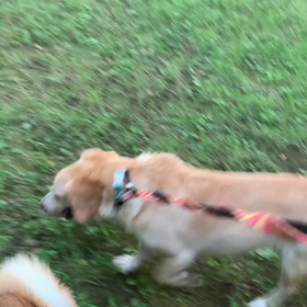 8月7日13わんこと2時間遠足　代々木公園表参道の画像