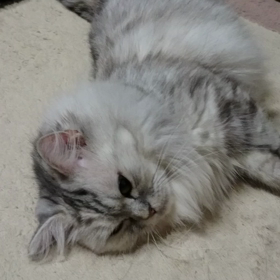 今日は猫の日の画像