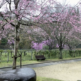 今日の桜の画像