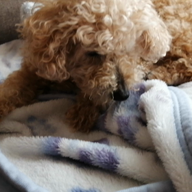 母わんこ　もうすぐ18歳4ヶ月の画像