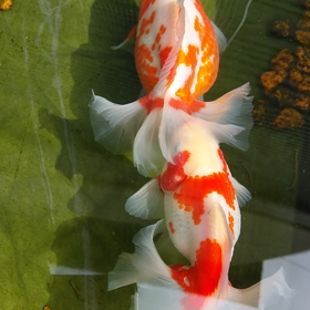 人工産卵の画像