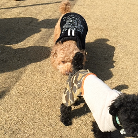 鶴見緑地パートナードッグタウンの画像