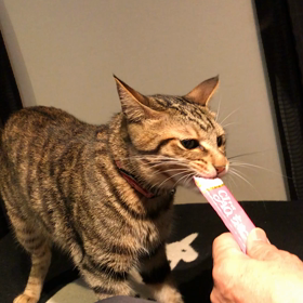 チュールの画像