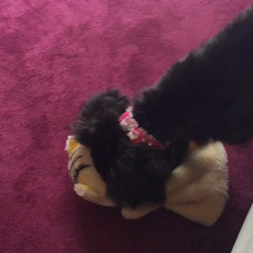 ぬいぐるみとの遊び方の画像