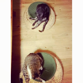 吉田兄弟　猫ズver.の画像