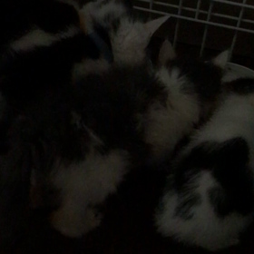 ゴマちゃんの近況 5月14日 17時の画像