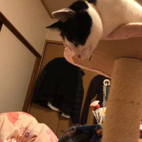 新しい猫じゃらし No.2 きんとん編の画像