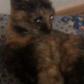 ゴロゴロの画像