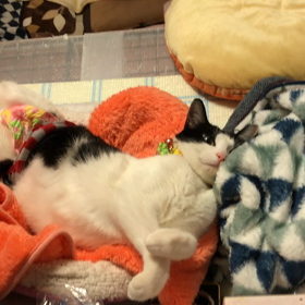 猫じゃらしは寝て待てにゃ 寝起きにゃの画像