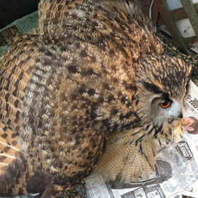 ワシミミズクはパワフルだよ！の画像