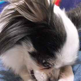 今夜のかーろの画像