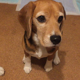 3ステップでアイコンタクト練習の画像