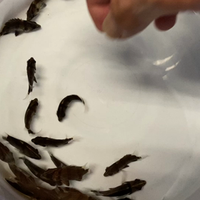 ★フォーバータイガー！★の画像