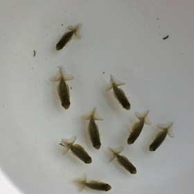 らんちゅう稚魚の画像