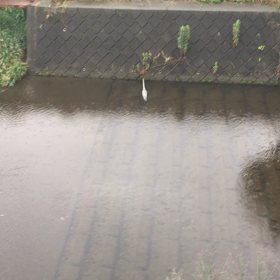 アオサギが川に、たまたまいました！大分長い3分間の画像