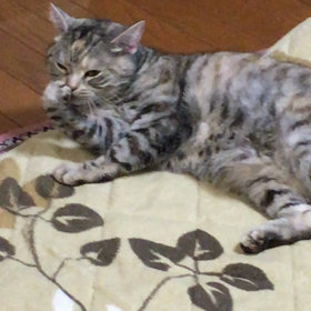 ペロペロの画像