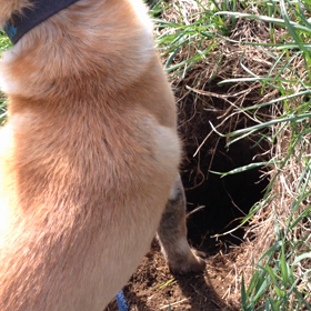 クッサクの画像